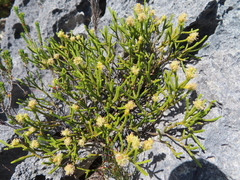 Passerina paleacea