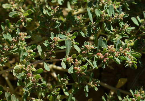 Euphorbia inappendiculata
