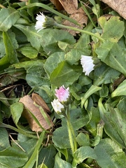 Bellis perennis
