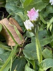 Bellis perennis