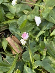 Bellis perennis