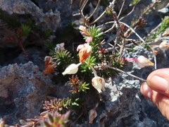 Erica calcareophila