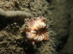 Caryophyllia smithii