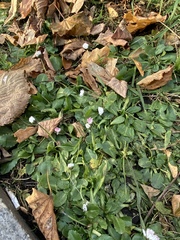 Bellis perennis