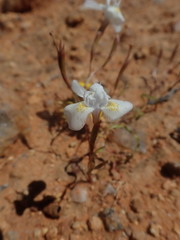 Moraea serpentina