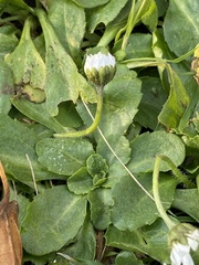 Bellis perennis
