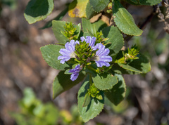 Scaevola crassifolia