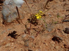 Moraea serpentina