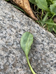 Bellis perennis