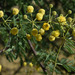 Vachellia nilotica indica - Photo (c) Russell Cumming, alguns direitos reservados (CC BY-NC), uploaded by Russell Cumming