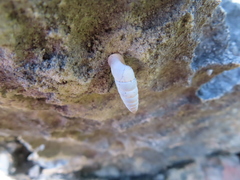 Fauxulus capensis