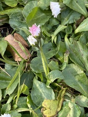 Bellis perennis