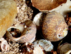 Oxystele impervia