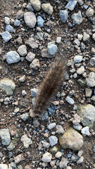 Phragmatobia fuliginosa