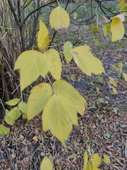 Acer negundo