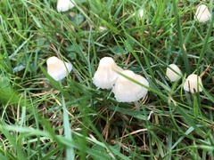 Fungi