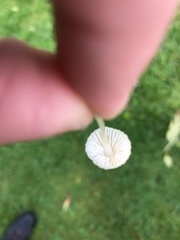 Fungi