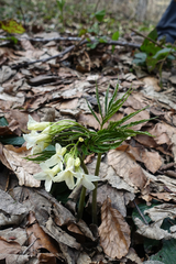 Cardamine kitaibelii