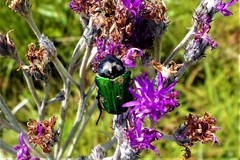 Leucocelis haemorrhoidalis