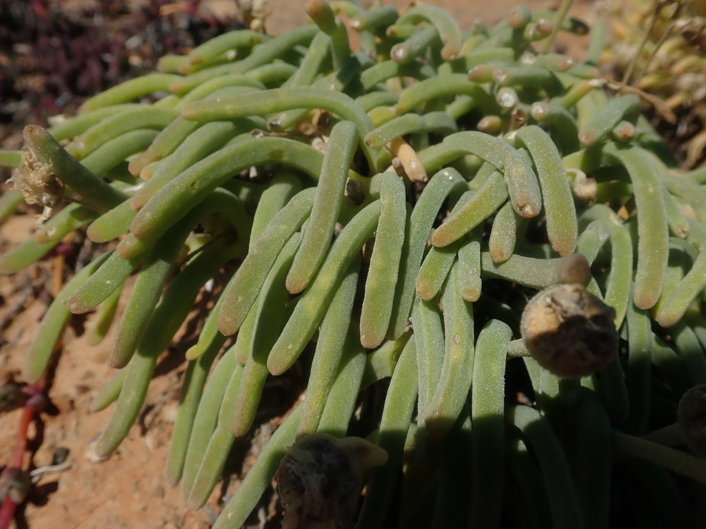 Mesembryanthemum moniliforme Thunb.
