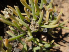 Monilaria moniliformis