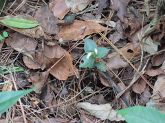 Cheirostylis octodactyla