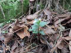 Cheirostylis octodactyla