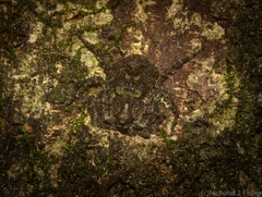 Stephanopis carcinoides