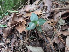 Cheirostylis octodactyla
