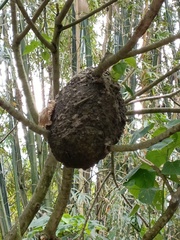 Crematogaster rogenhoferi