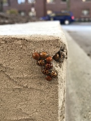 Harmonia axyridis
