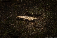 Limnaecia leptomeris