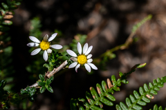 Polyarrhena reflexa reflexa