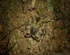 Stephanopis carcinoides