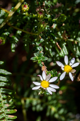 Polyarrhena reflexa reflexa