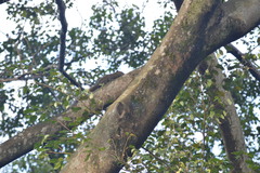 Callosciurus