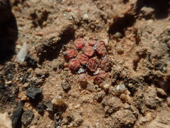 Conophytum uviforme