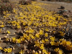 Ornithogalum rupestre