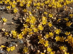 Ornithogalum rupestre