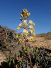 Bulbine wiesei