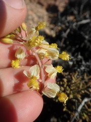 Bulbine wiesei