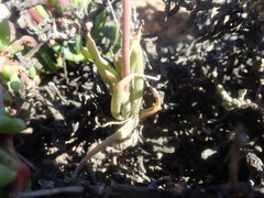 Bulbine wiesei