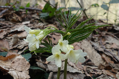 Cardamine kitaibelii