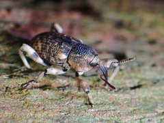 Mechistocerus
