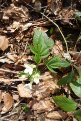 Cardamine kitaibelii
