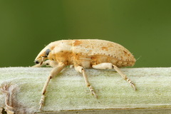Temnorhinus hololeucus