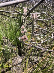 Trachyandra hirsutiflora