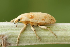 Temnorhinus hololeucus