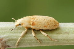 Temnorhinus hololeucus