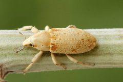 Temnorhinus hololeucus